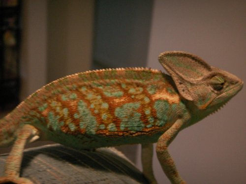 PICT0312.jpg