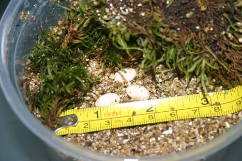 R_acuminatus_eggs.jpg