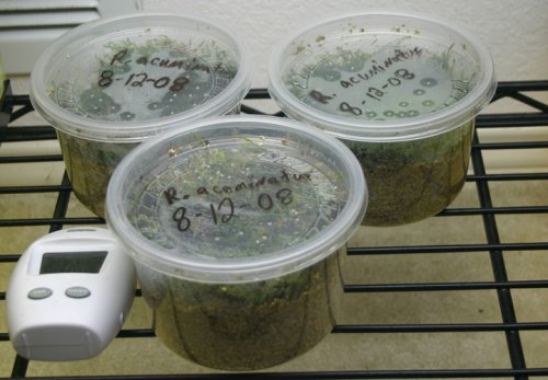 R_acuminatus_eggs_2.jpg