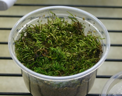 R_acuminatus_eggs_3.jpg