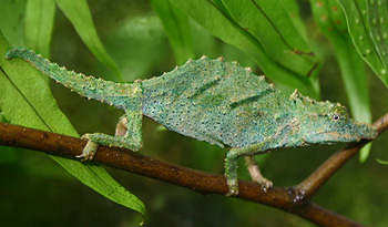 R_acuminatus_news.jpg