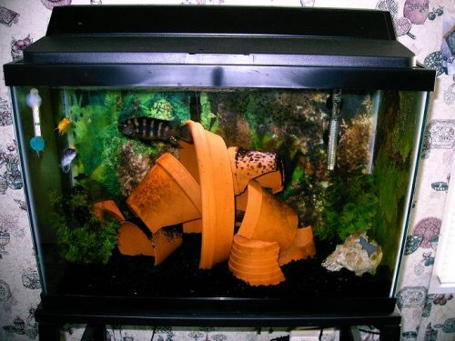 cichlid tank newest.JPG