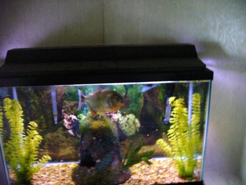 new piranha 2.JPG