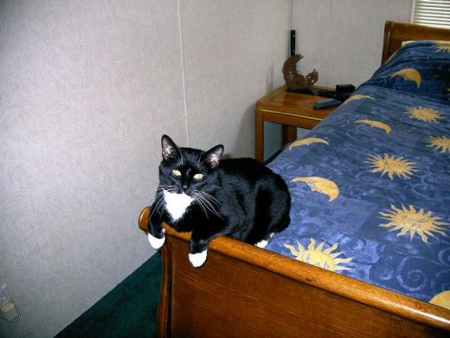 kitty on bed.JPG