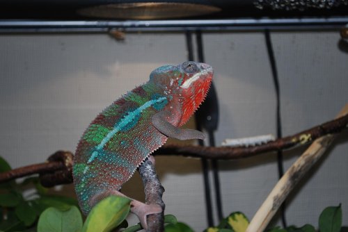 silkie 018.jpg