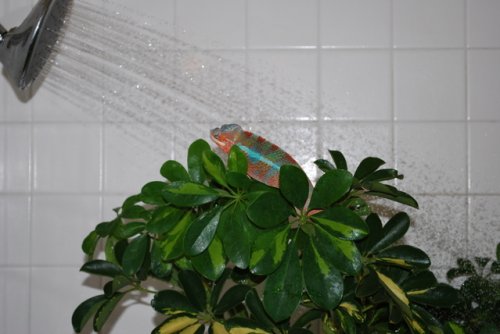 shower001.jpg
