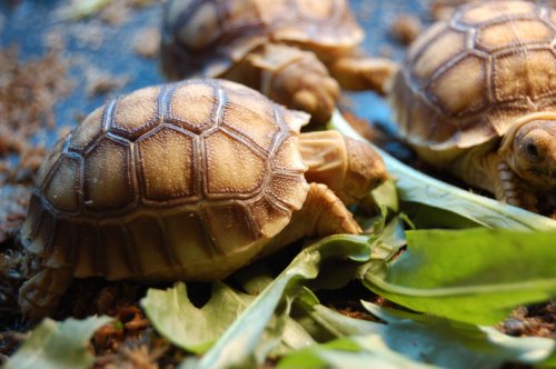 Sulcata1.JPG