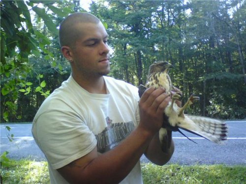 cooper hawk.jpg