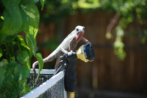 achillies watering 010.jpg