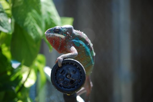 achillies watering 009.jpg