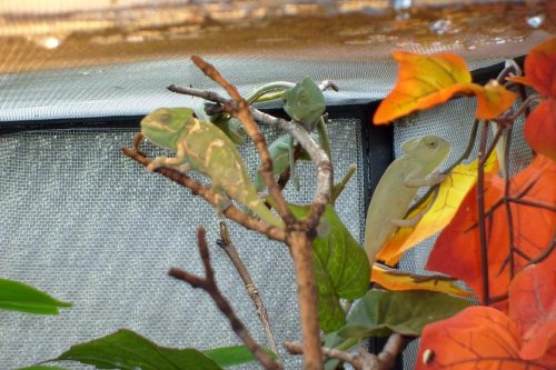 small juvenile.jpg