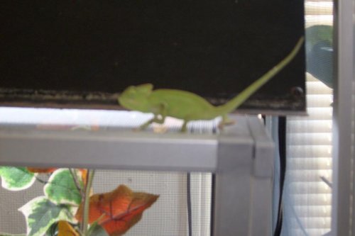 small juvenile3.jpg