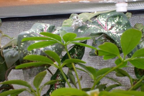 small juvenioles.jpg