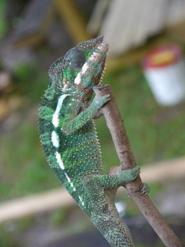 cricle male 2.jpg