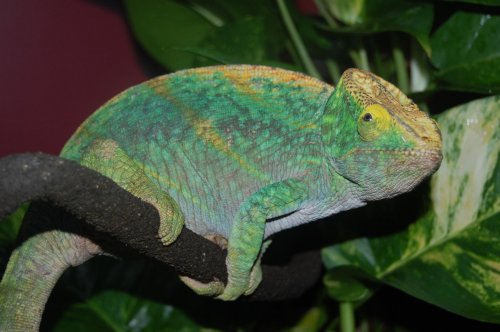 gravid parsonii 002.jpg