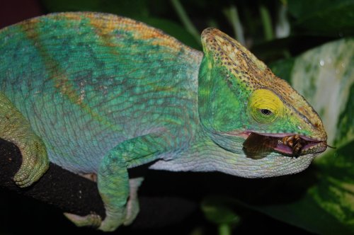 gravid parsonii 004.jpg