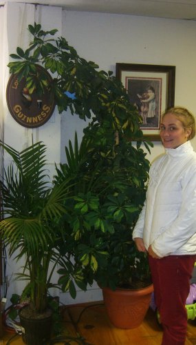 The Umbrella Tree.jpg