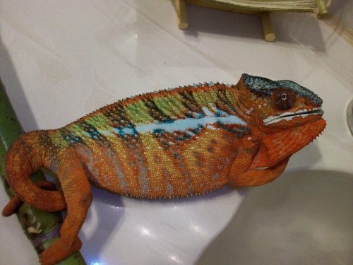 chameleon 005.jpg