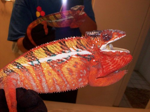 chameleon 010.jpg