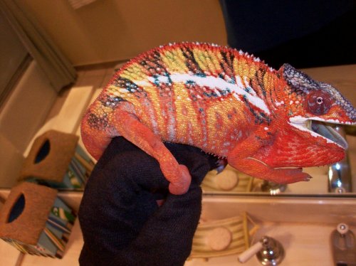 chameleon 015.jpg