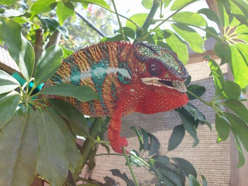 red male 006.jpg