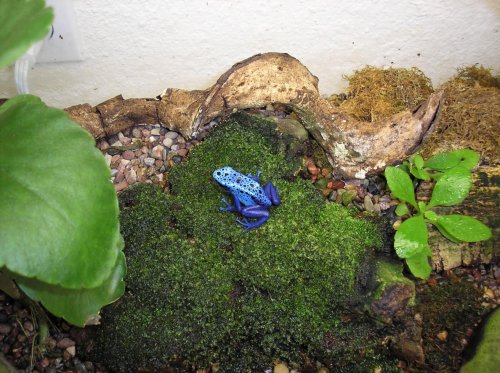 blue 1.jpg
