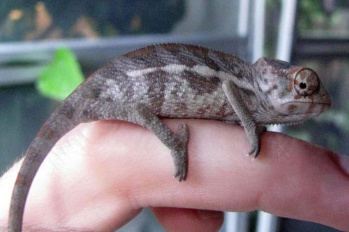 3montholdsambava.jpg
