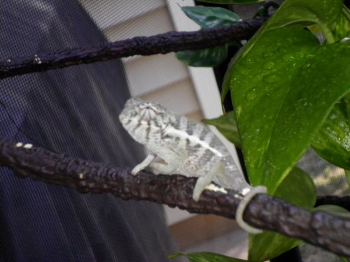 new faly pics 004.jpg