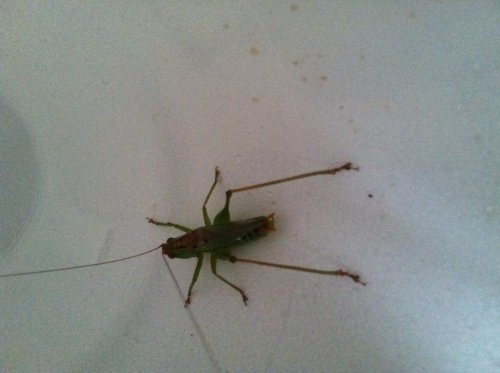 grasshoppppppper.jpg