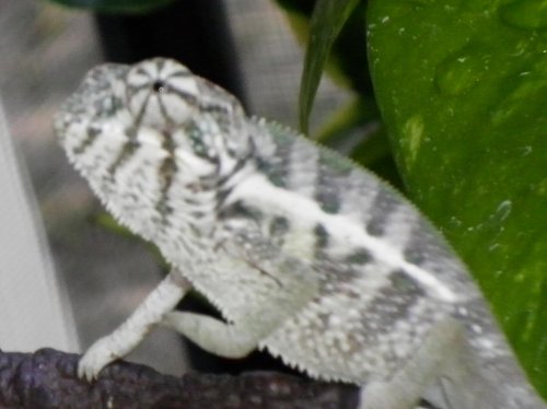 new faly pics 006.jpg