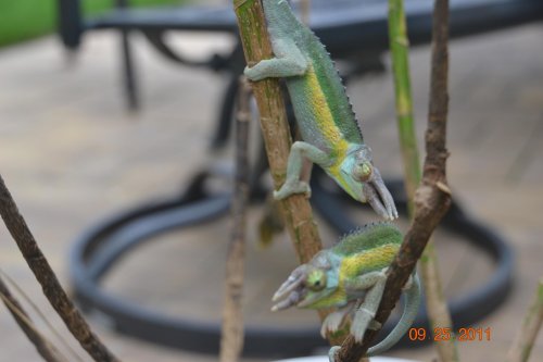 DSC_0915.jpg