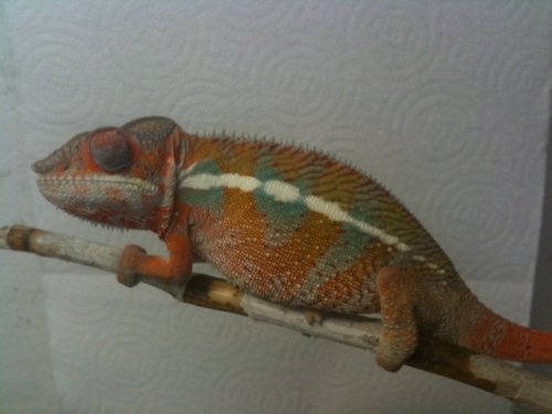 red male ambilobe.jpg