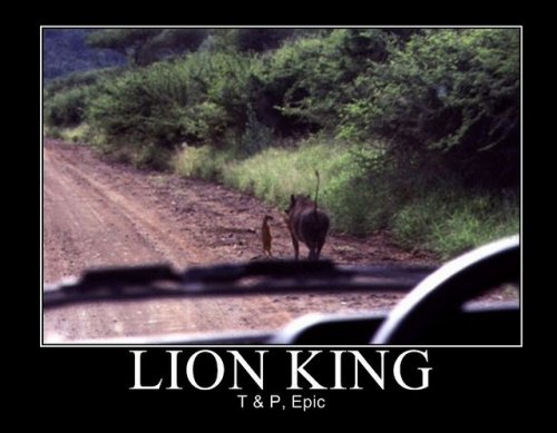 real lion king.jpg