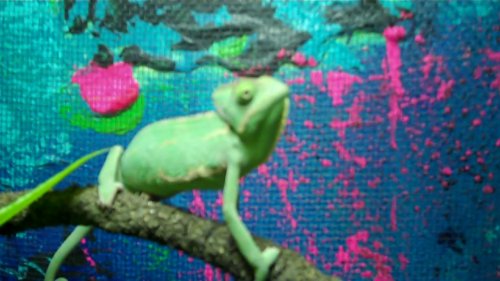 Video 126 0 00 37-20.jpg