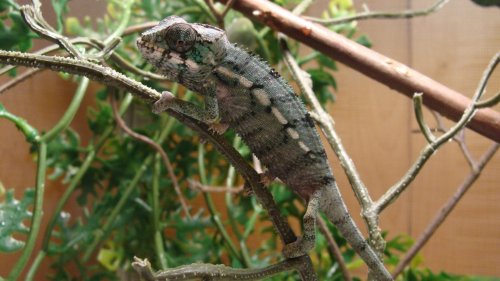 CHAMELEONS BABIES 002 (2).jpg