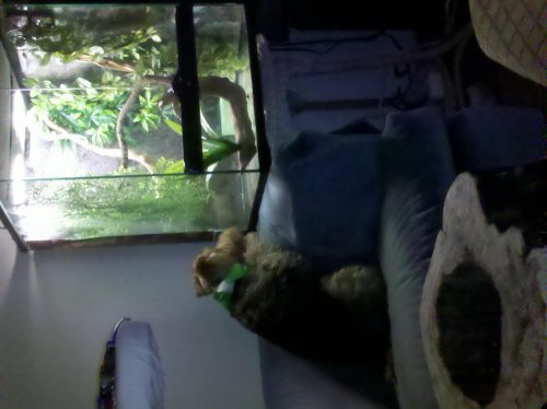 Buster watching Simone.jpg