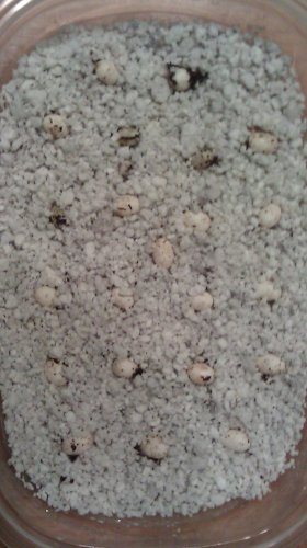 IMAG0467.jpg