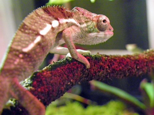 carrots lookingy.jpg