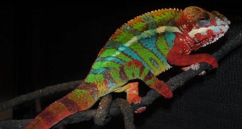 DSC_0095.jpg