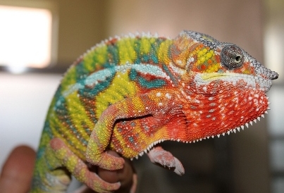 Copy of Sebastianks.jpg