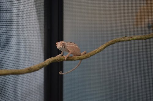 DSC_0178.jpg