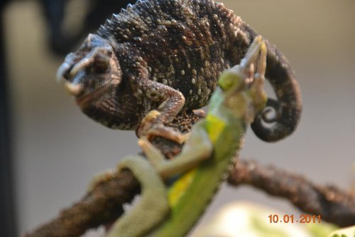 DSC_0934.jpg