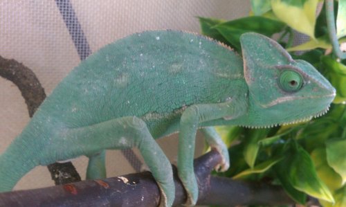 female veiled 1.jpg