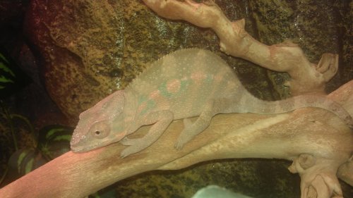 Chameleon 4.jpg
