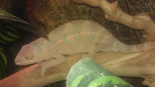 Chameleon 5.jpg