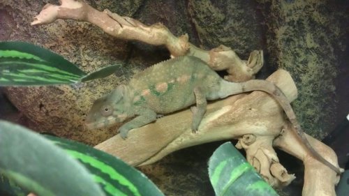 Chameleon 6.jpg