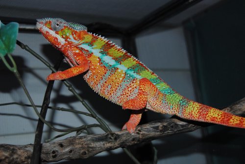 DSC_0541.jpg