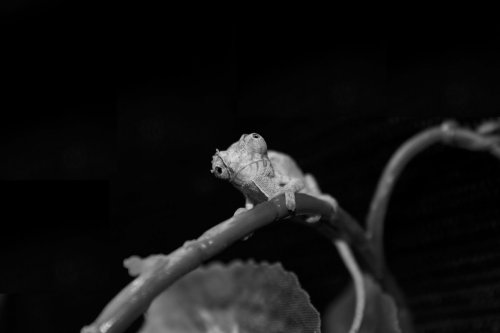 chameleon.jpg