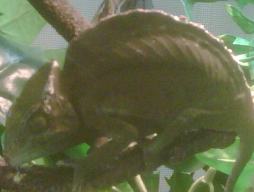 IMG00061-20111016-0858.jpg