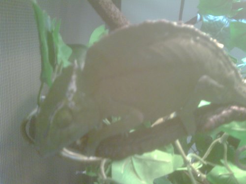 IMG00063-20111016-1023.jpg